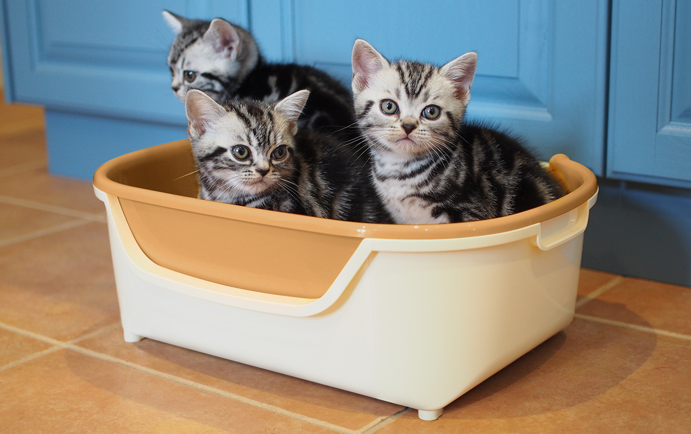 子猫がすいすいコンパクトに入っている様子