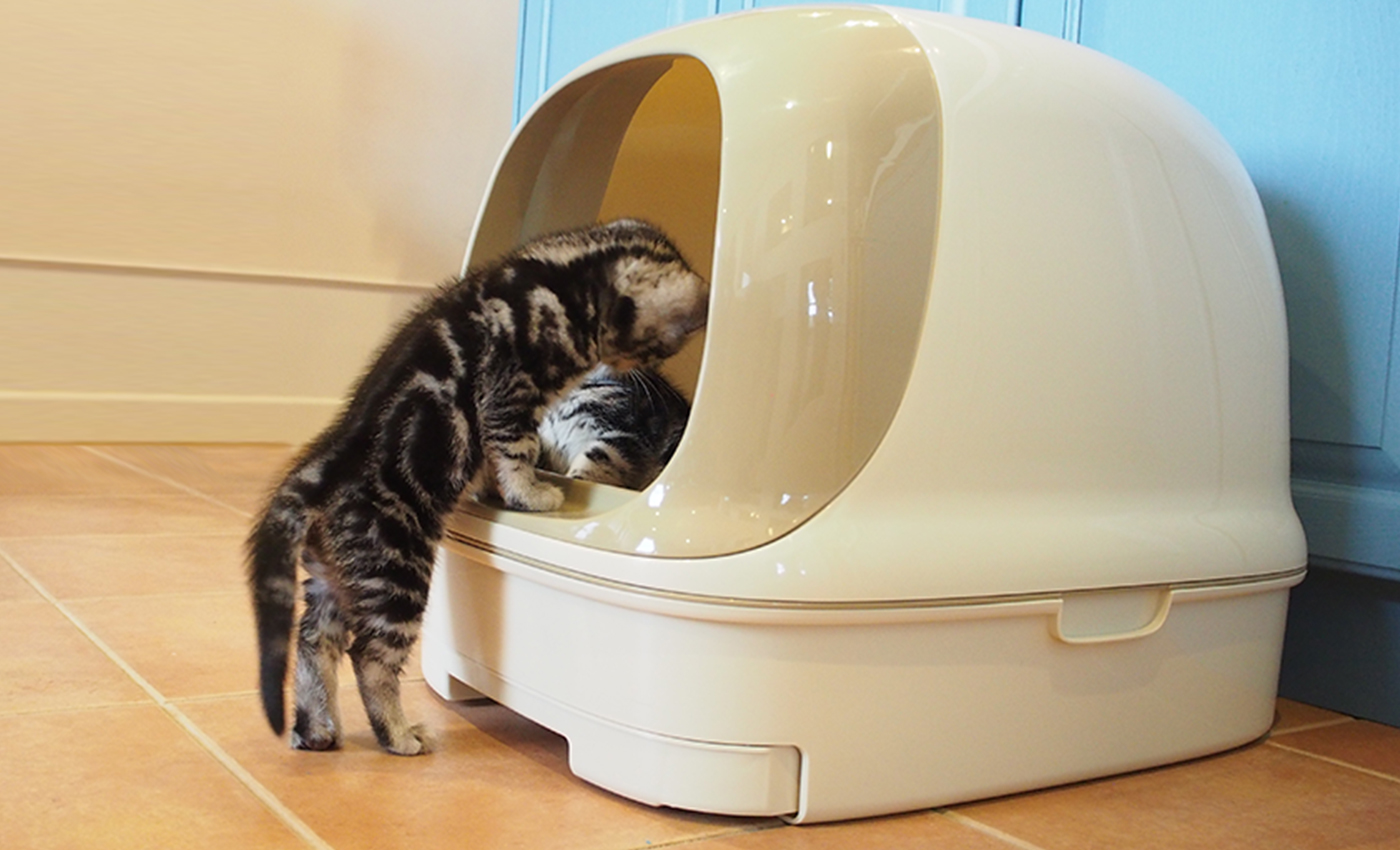 子猫がドームタイプに入ろうとしている様子