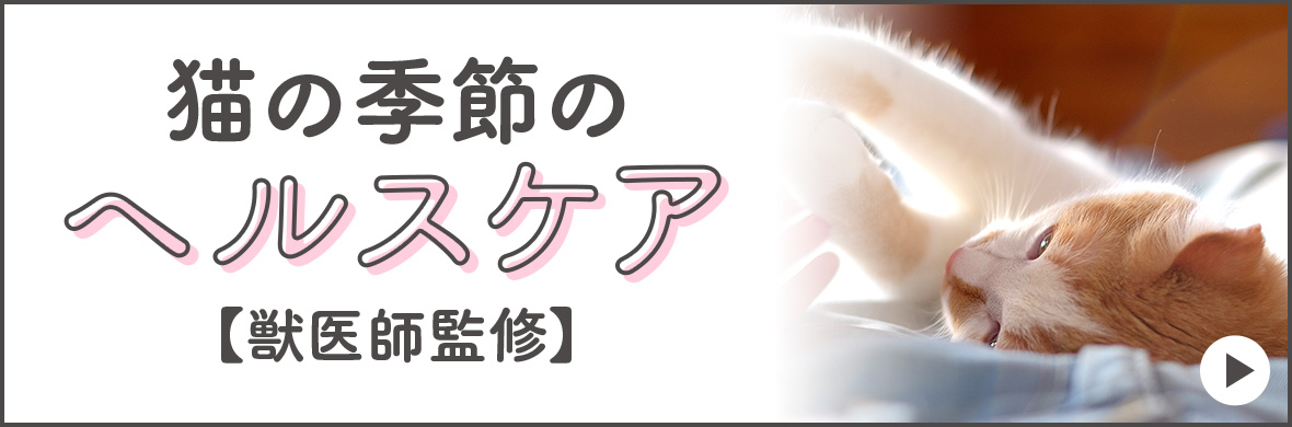 猫の季節のヘルスケア【獣医師監修】